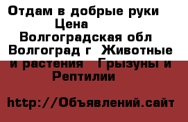 Отдам в добрые руки  › Цена ­ 100 - Волгоградская обл., Волгоград г. Животные и растения » Грызуны и Рептилии   